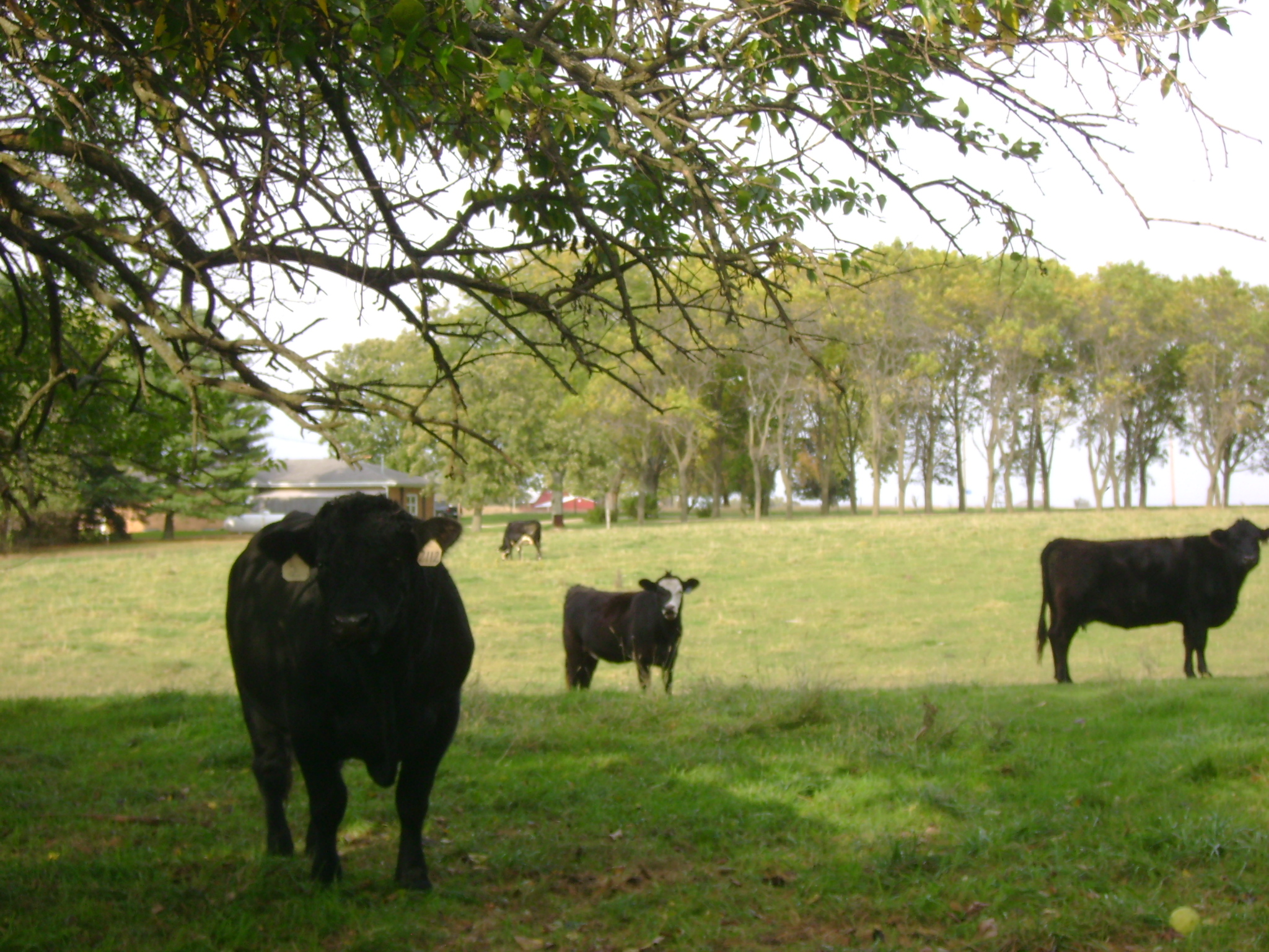 Cows in a pasture
