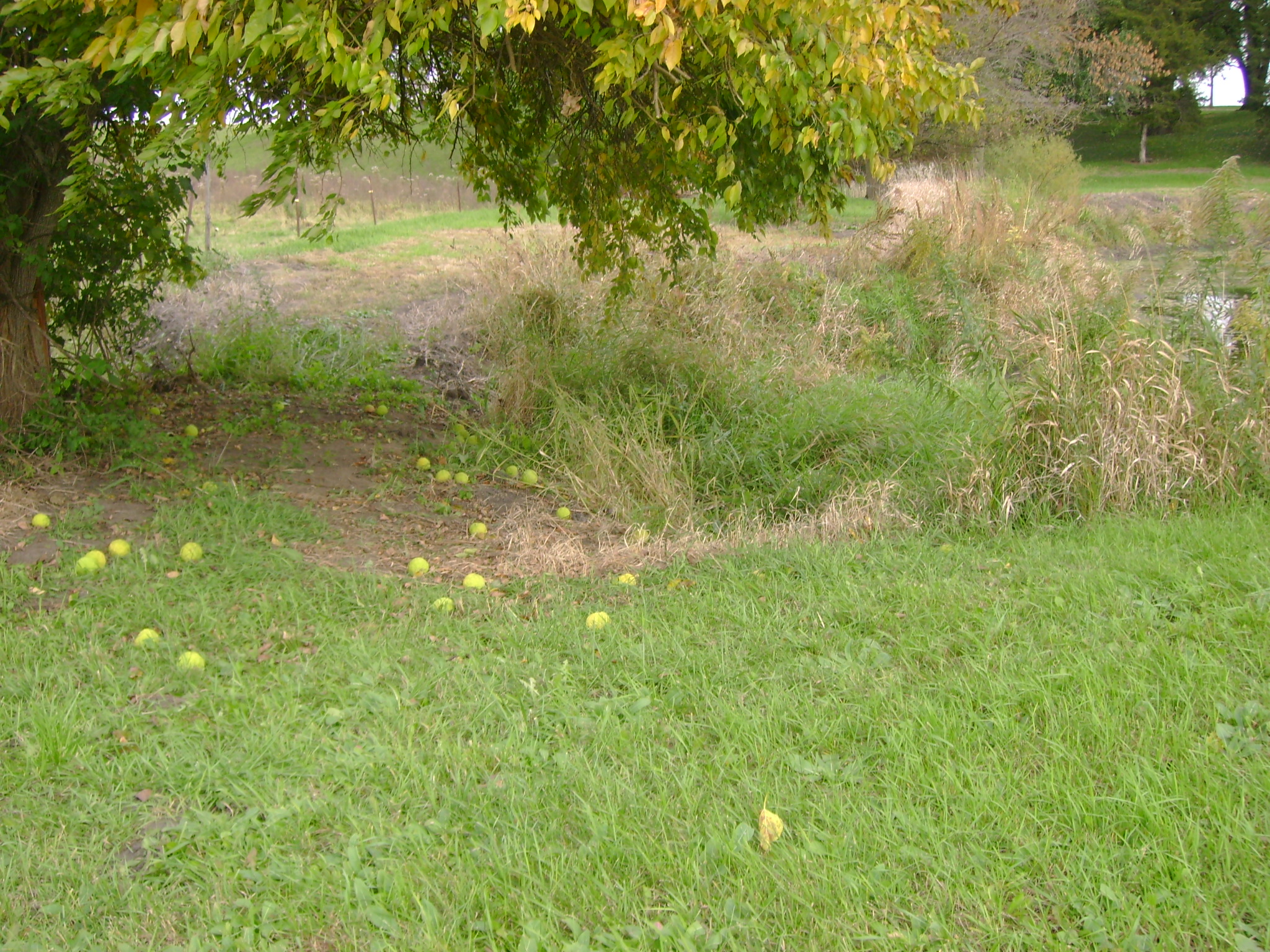 Apple Tree